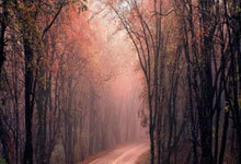 28圈：乒乓球——亚洲杯：张本美和晋级八强.